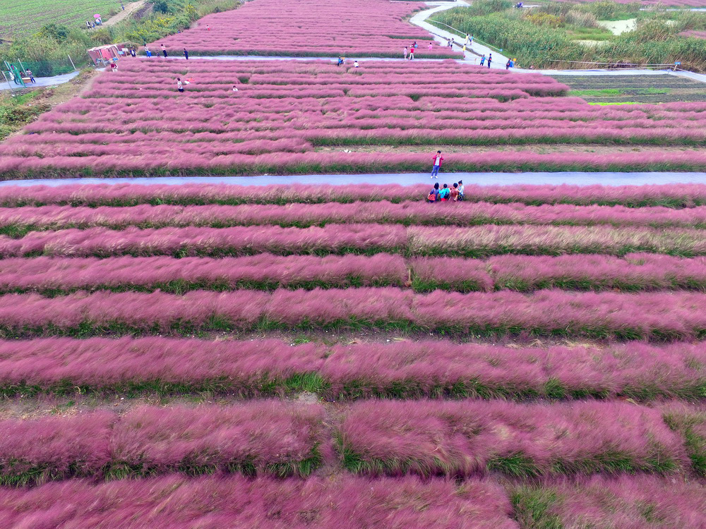 粉黛乱子草花海