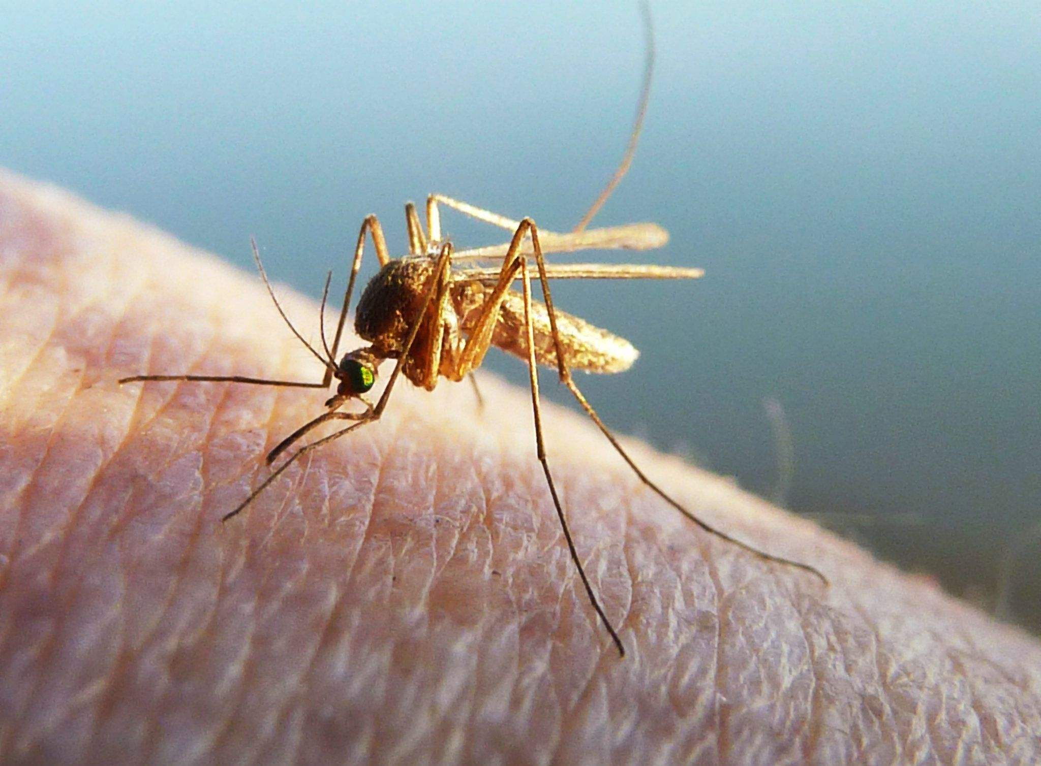 服务好的蚊虫防治就在桥信白蚁公司，专业灭杀蟑螂公司