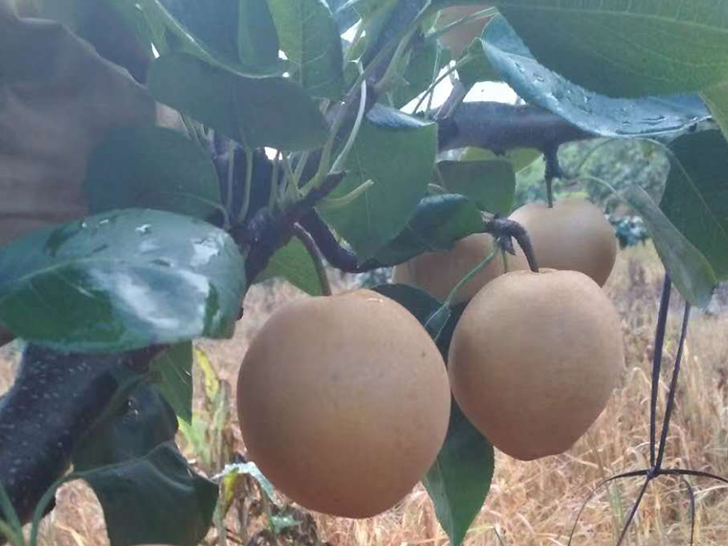 德庆县新一代农业开发有限划算的水晶梨出售-连州水晶梨生产