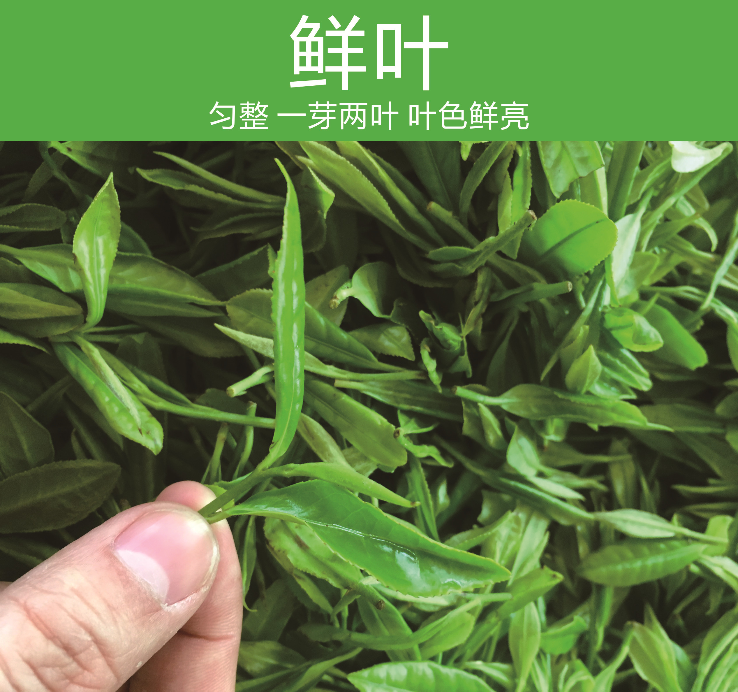 贺州高山绿茶怎么样，贺州哪里有口碑好的贺州高山绿茶供应