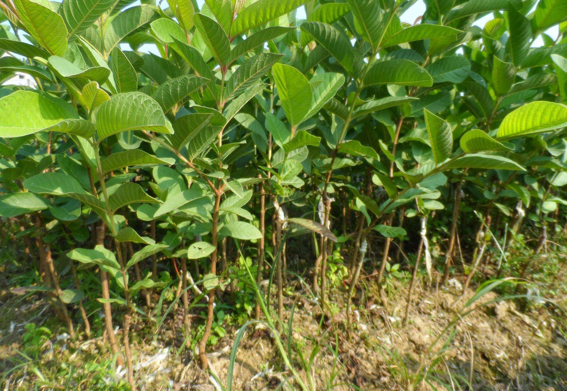 西瓜苗多少钱一棵 品种纯的红心番石榴种苗优选行记果场