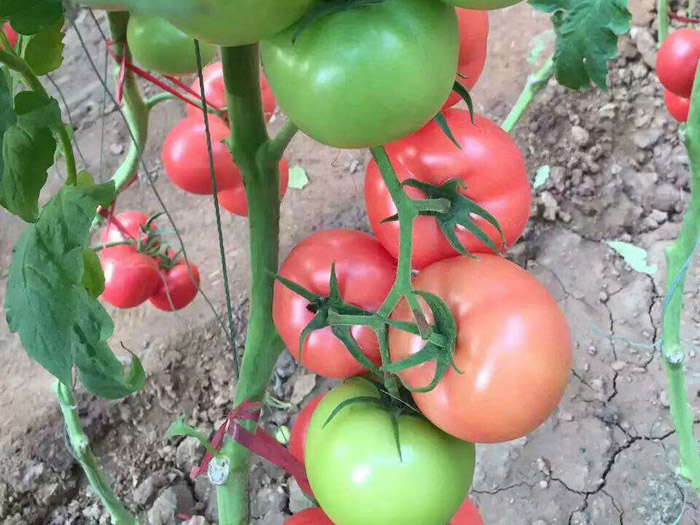 广东西红柿种子|西红柿种子要上哪买