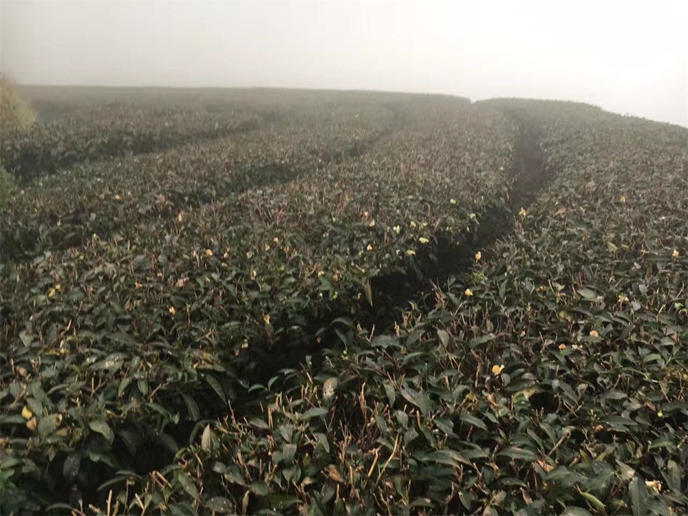 为您推荐划算的英红九号红茶 -金花茶的冲泡方法