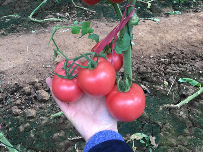 濰坊進口番茄種子商 山東進口番茄種子