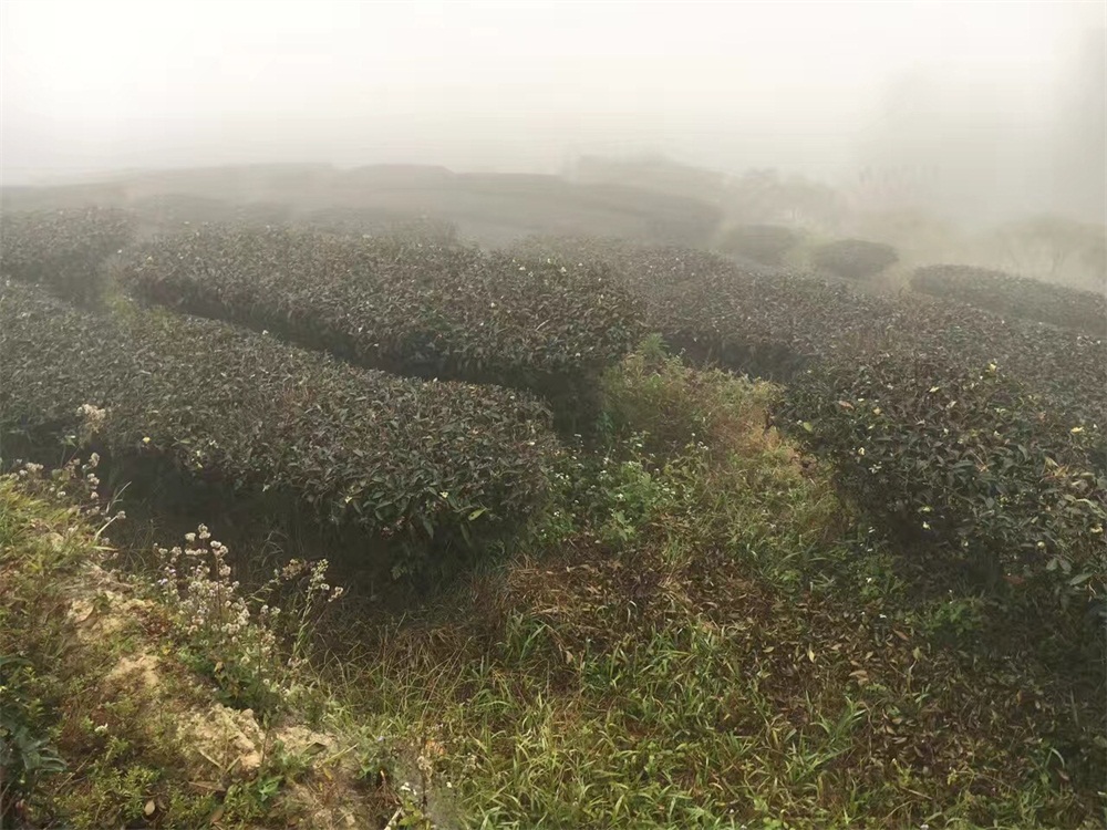 肇庆具有口碑的英红九号红茶供应_英红九号红茶出售