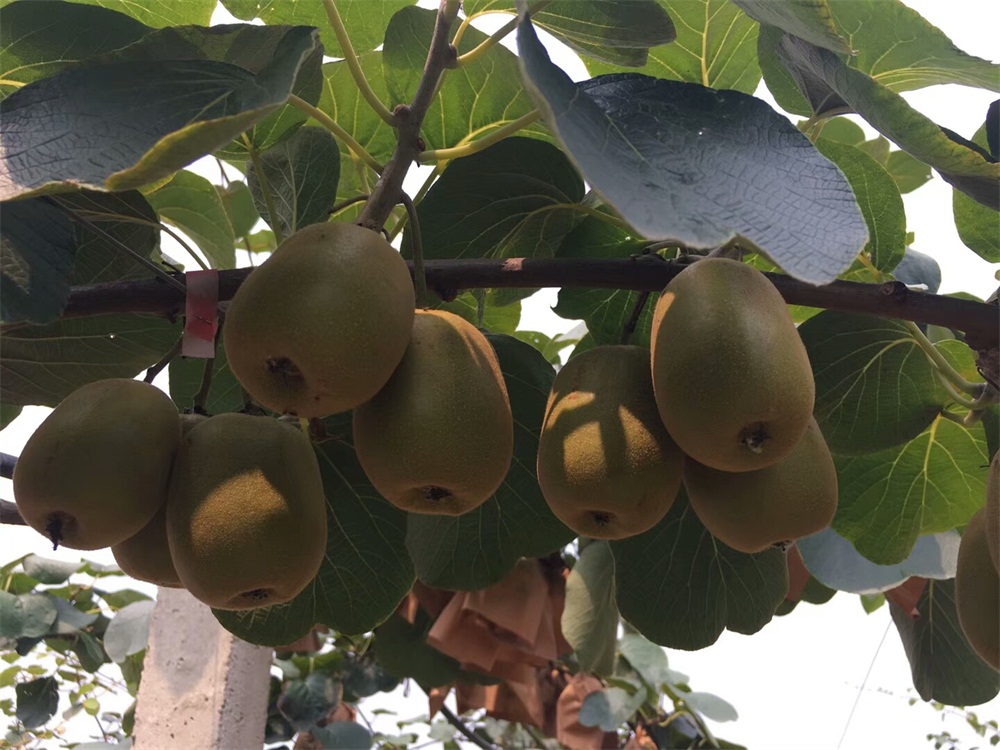 价格合理的红心猕猴桃当选德庆县新一代农业开发有限 鹰嘴蜜桃商家