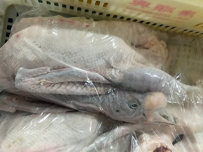 可靠的瑞康光鸭肉鸭养殖批发厂家推荐-麻鸭养殖技术大全